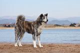 AKITA INU 160